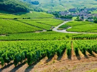 Visit some of Burgundy's famous vineyards
